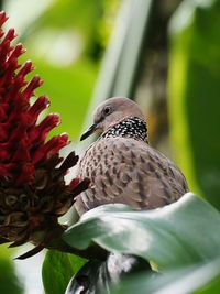 Close-up of bird perching on leaf