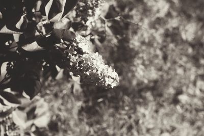 Close-up of flower tree