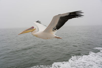 Seagull flying over sea against sky