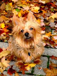 Portrait of yorkshire terrier on leaves during autumn