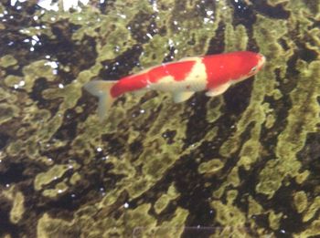 Close-up of koi fish in water