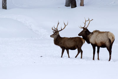 Deer on snow covered field