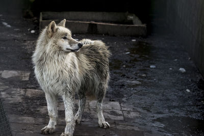 Dog standing in sunlight