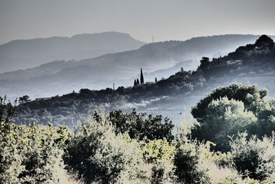 Panoramic shot of trees on landscape against sky