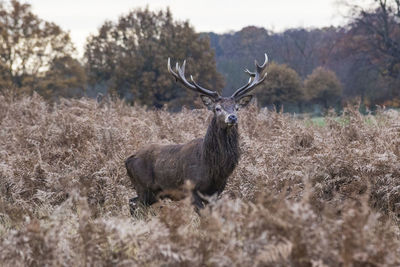 Stag in the wild