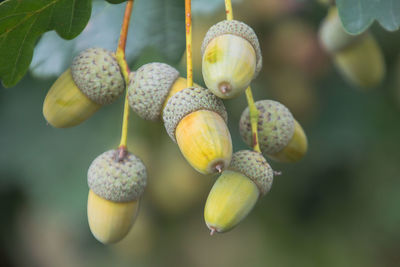 Close-up of fruits on tree