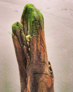 Close-up of lizard on rock
