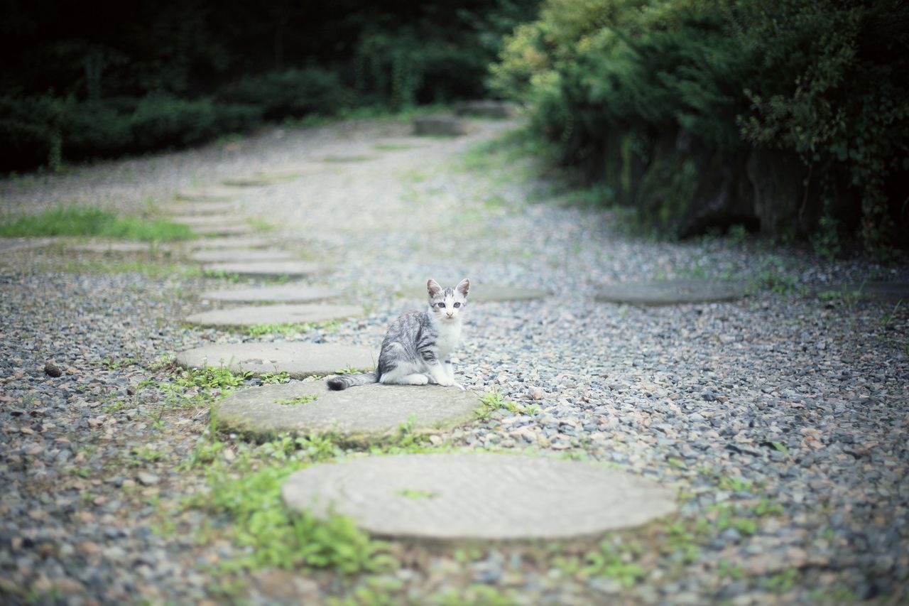 VIEW OF A CAT ON STONE WALL