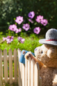 Close-up of stuffed toy on fence