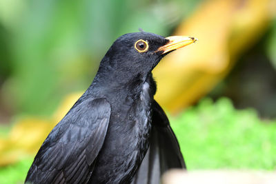 Close-up of a blackbird 