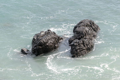 High angle view of an animal on rock