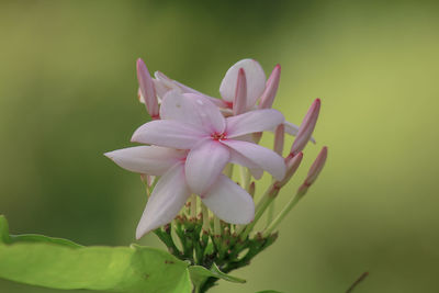 Close-up of pink flowering plant