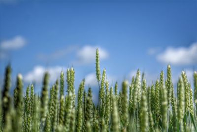 Close-up of plants growing in field