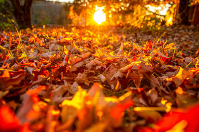 Close-up of autumn leaves