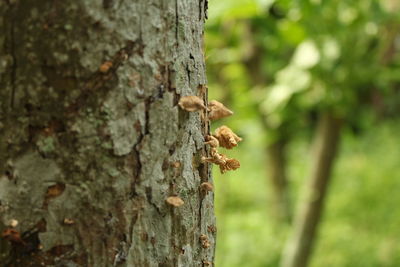 Close-up of insect on tree trunk