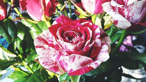 Close-up of pink flowers blooming outdoors