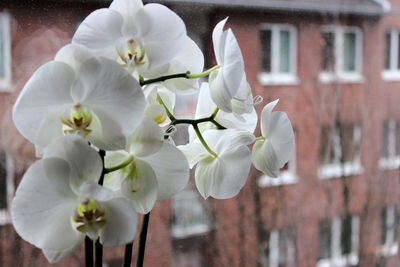 Close-up of white cherry blossoms