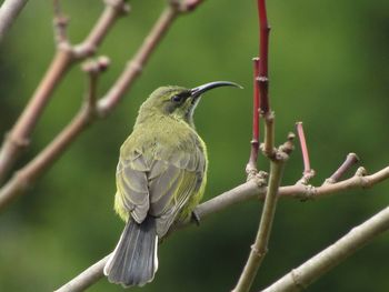 Close-up of bird perching on branch