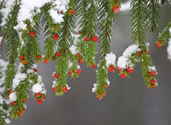 Pine tree branch covered in snow by unusual late snowstorm