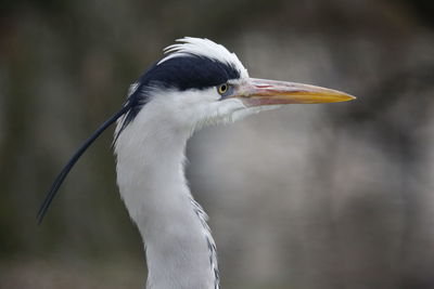 Close-up of a heron bird