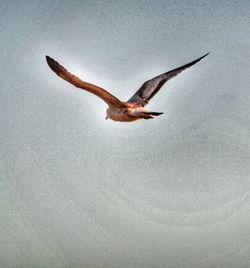 Low angle view of bird flying against sky