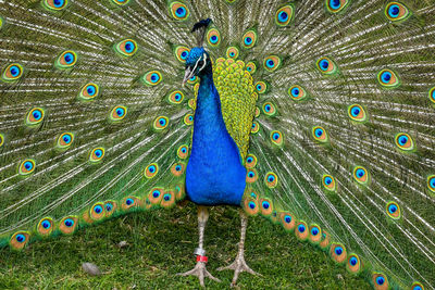 Peacock showing his true colors