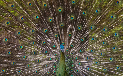Full frame shot of peacock feathers