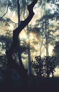 Low angle view of silhouette trees against sky in forest