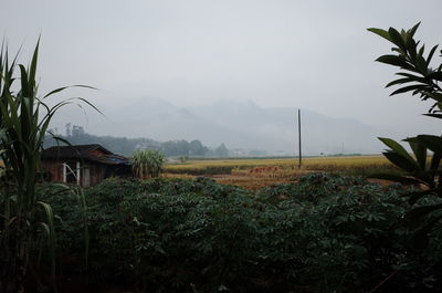Plants growing on field against sky