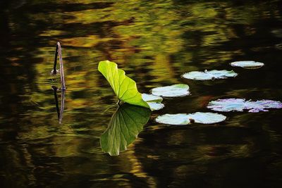 Reflection of trees in water