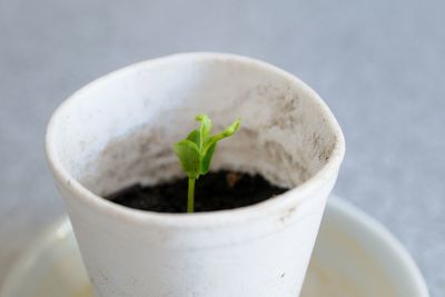Close-up of potted plant