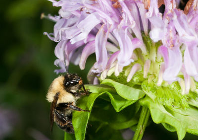 Close-up of bee on purple flower