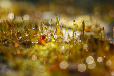 Close-up of water drops on grass