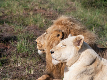 Lioness relaxing on field