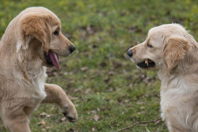 Close-up of golden retrievers with stick in mouth at back yard