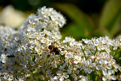 Close-up of bee on flowers