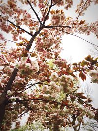 Low angle view of cherry blossom tree