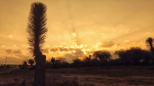 Trees on field against sky at sunset