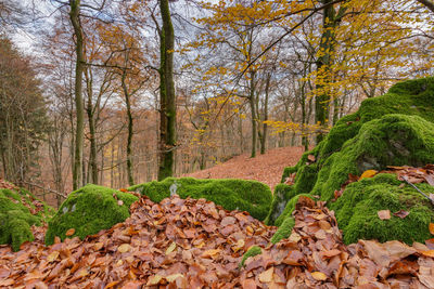 Plants and trees in forest during autumn