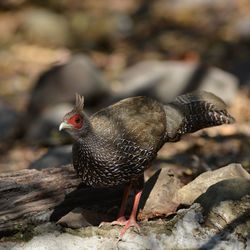 Close-up of a bird on rock