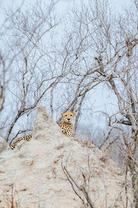 Low angle view of cat on bare tree