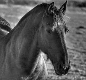 Close-up of horse on field