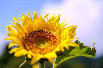 Close-up of sunflower against blurred background