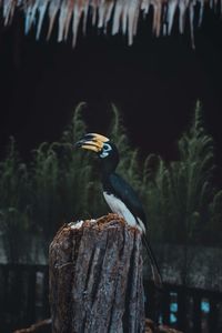 Bird perching on wooden post