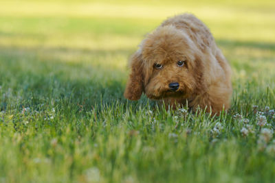Dog running on grassy field