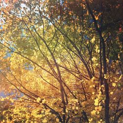 Low angle view of trees
