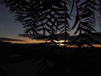 Close-up of silhouette tree against sky during sunset