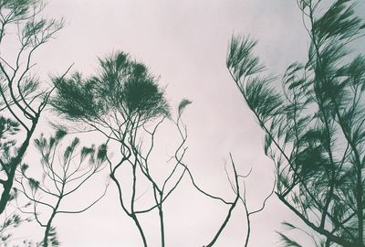 Tree against clear sky