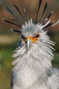 Close-up of a bird