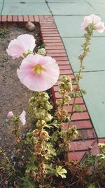 Close-up of pink flowers blooming outdoors